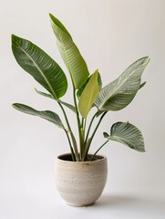 A single large ornamental plant in a stylish ceramic pot, set against a clean white background