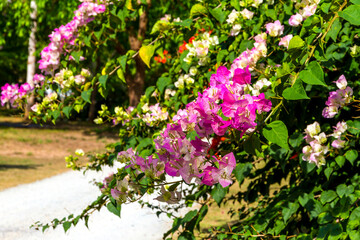 Bougainvillea or paper flower bloom