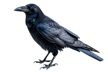 Crow isolated on white transparent background