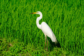 The Great Egret (Ardea alba) on the paddy field