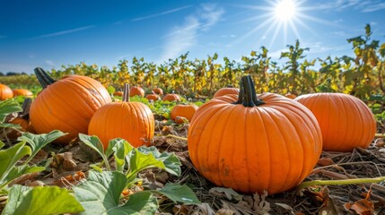 Orange pumpkins at outdoor farmer on autumn time, Pumpkin patch, Harvest season.