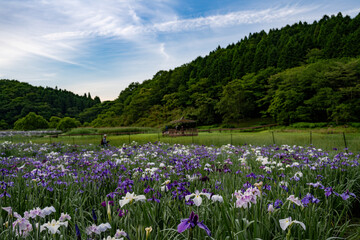 Obraz premium 神楽女湖のハナショウブ