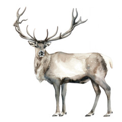 Fototapeta premium Reindeer watercolor illustration isolated on transparent. png file for art work.