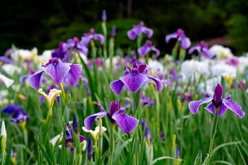 神楽女湖のハナショウブ