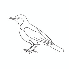 Crow line with vector illustration on white background.