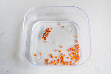 かいわれ大根の浮いた種と沈んだ種　水耕栽培