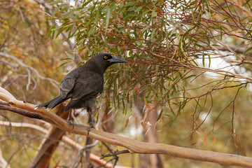 Grey Currawong (Strepera versicolor)
