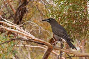 Grey Currawong (Strepera versicolor)