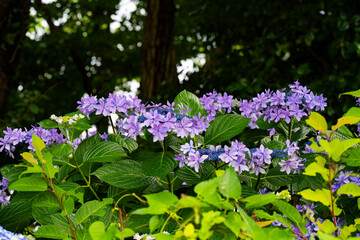 長崎鼻のアジサイ