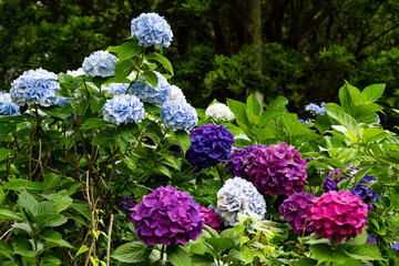 長崎鼻のアジサイ