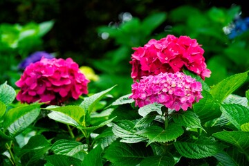 長崎鼻のアジサイ