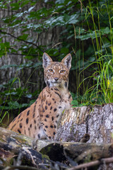 Eurasian Lynx in its natural habitat. Bieszczady Mountains, Carpathians, Poland. © Szymon Bartosz