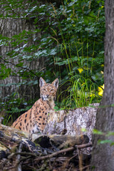 Eurasian Lynx in its natural habitat. Bieszczady Mountains, Carpathians, Poland.