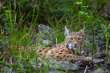 Eurasian Lynx in its natural habitat. Bieszczady Mountains, Carpathians, Poland.