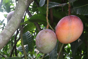 mango on tree in farm for sell