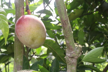 mango on tree in farm for sell