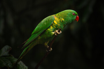 The scaly-breasted lorikeet is an Australian lorikeet found in woodland in eastern Australia.