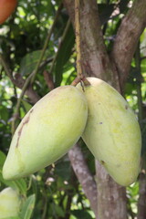 mango on tree in farm for sell