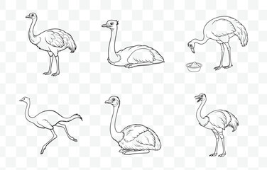 Print Extensive Collection of Ostrich Line Art Vector Illustrations for Creative Projects and Designs