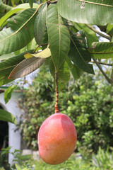 mango on tree in farm for sell