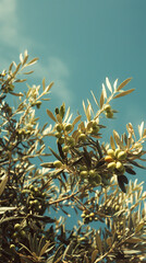An olive tree with lots of olives, vintage aesthetic, retro aesthetic, y2k aesthetic, blue sky, film photography, kodak film photo, film grain,