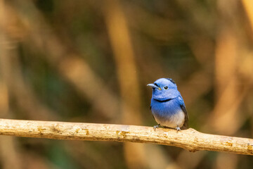 The Black-naped Monarch (Hypothymis azurea) is a small, graceful bird with striking azure-blue plumage and a distinctive black patch on the nape and sides of its head. 