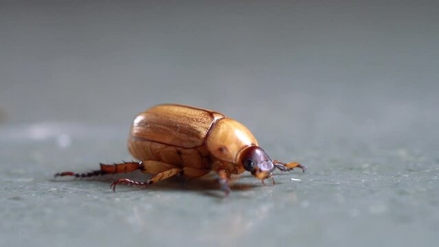 An insect bettle with brown colour Macro Video in 4K