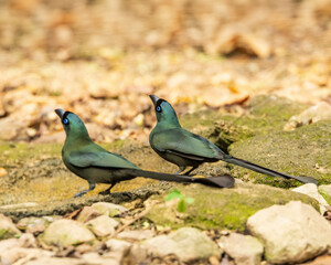 The Racket-tailed Treepie (Crypsirina temia) is a medium-sized bird with glossy black plumage, a distinctive long tail with racket-shaped tips, and bright blue eyes.