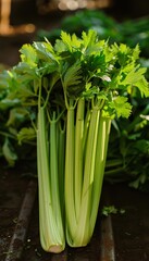 Obraz premium A highresolution photo of freshly harvested celery stalks