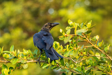 The Large-billed Crow (Corvus macrorhynchos) is a large black bird with a robust body, thick bill, and glossy plumage.
