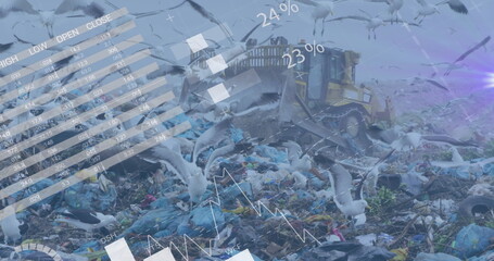 Image of infographic interface over hungry seagulls looking for food among waste in dump yard