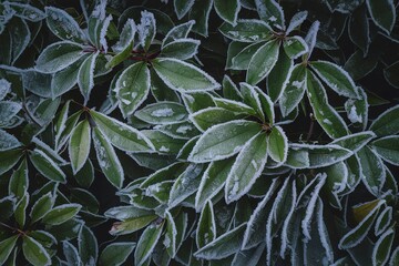 Obraz premium Closeup on frost covered leaves