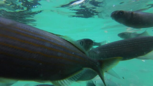 An underwater up close and personal view of a school of various coastal fish in slow motion.