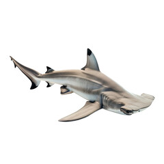 Obraz premium hammerhead shark underwater shot isolated 2