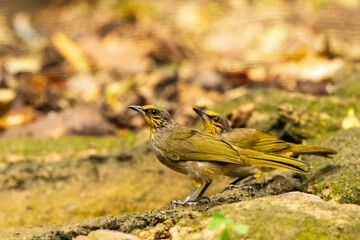 The Stripe-throated Bulbul (Pycnonotus finlaysoni) is a medium-sized songbird with olive-green upperparts, yellow underparts, and distinctive yellow stripes on its throat.