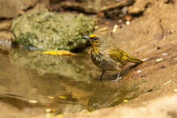 The Stripe-throated Bulbul (Pycnonotus finlaysoni) is a medium-sized songbird with olive-green upperparts, yellow underparts, and distinctive yellow stripes on its throat.