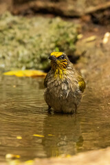 The Stripe-throated Bulbul (Pycnonotus finlaysoni) is a medium-sized songbird with olive-green upperparts, yellow underparts, and distinctive yellow stripes on its throat.