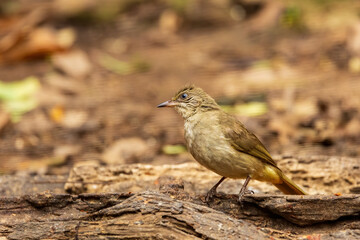 Fototapeta premium The Streak-eared Bulbul (Pycnonotus conradi) is a medium-sized songbird with olive-brown upperparts and pale yellowish underparts. It has distinctive streaks on its ear coverts, giving it its name.