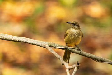 The Streak-eared Bulbul (Pycnonotus conradi) is a medium-sized songbird with olive-brown upperparts and pale yellowish underparts. It has distinctive streaks on its ear coverts, giving it its name.