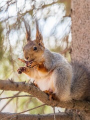 The squirrel with nut sits on a branches in the spring or summer.
