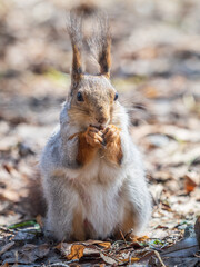 Squirrel in autumn or spring with nut on the green grass with fallen yellow leaves