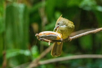 The Puff-throated Bulbul (Alophoixus pallidus) is a medium-sized songbird with olive-green...