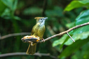 The Puff-throated Bulbul (Alophoixus pallidus) is a medium-sized songbird with olive-green upperparts and whitish underparts. It has puffy throat feathers and a prominent white eye-ring. 
