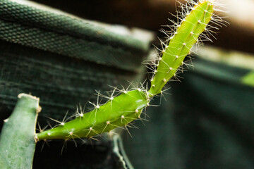 close up of small cactus plant

