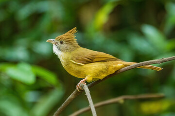 The Puff-throated Bulbul (Alophoixus pallidus) is a medium-sized songbird with olive-green...