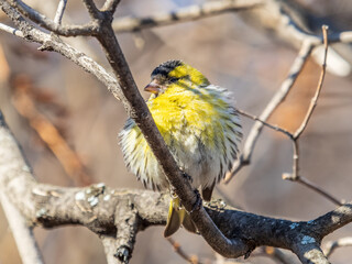 Eurasian siskin male, latin name spinus spinus, sitting on branch of tree. Cute little yellow songbird.