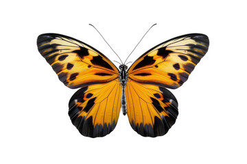 Fototapeta premium Beautiful Butterfly Isolated on Transparent Background
