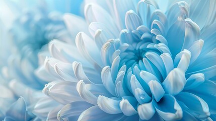 A close-up view of a blue chrysanthemum flower against a white and blue floral background. The intricate petals of the chrysanthemum highlight the beauty of nature.