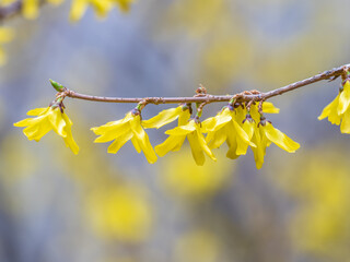 Forsythia. Blooming forsythia bush. Yellow flower on a branch of forsythia.