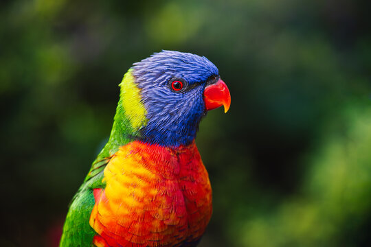 Rainbow Lorikeet